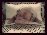 Almofada cachorro. Ref.cach. 005